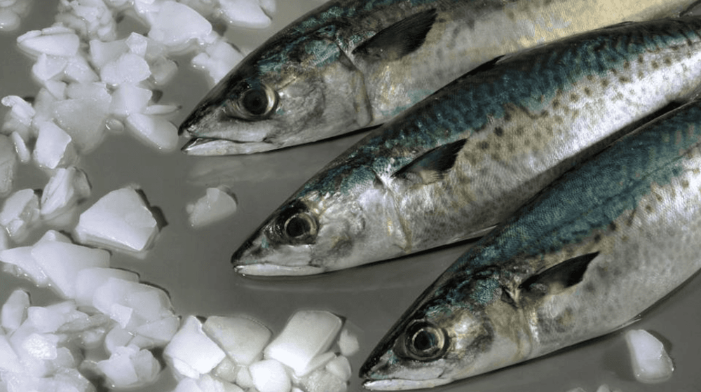 El INIDEP inició una campaña a bordo del BIPO Mar Argentino para evaluar el stock sureño de caballa en El Rincón
