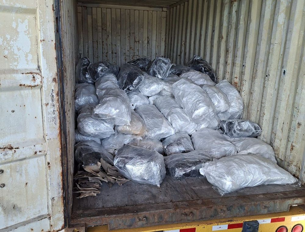 Imagen de portada - Container with 109 Sacks of Shark Fins Seized in Manzanillo