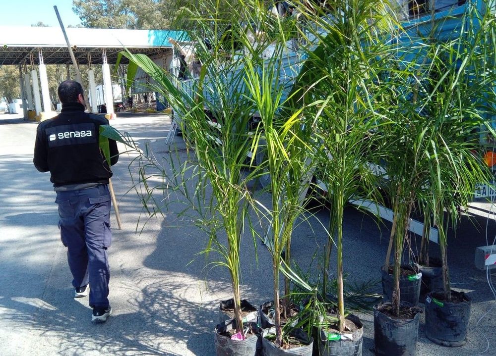 Imagen de portada - Detección de 75 palmeras sin Documento de Tránsito electrónico en la Barrera sanitaria