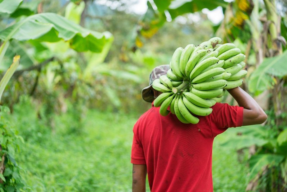 Imagen de portada - Ecuador's Banana Exports Grow 9.66% in 2026