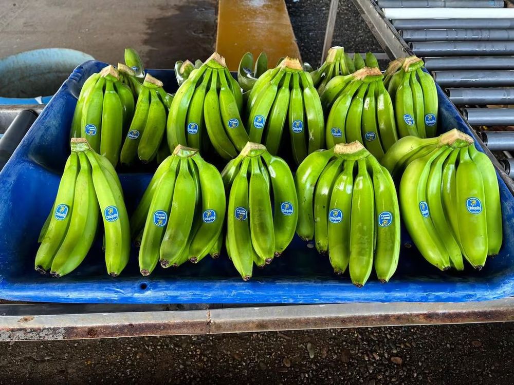 Imagen de portada - Ecuadorian Banana Exports Grow and Strengthen Their Presence in International Markets