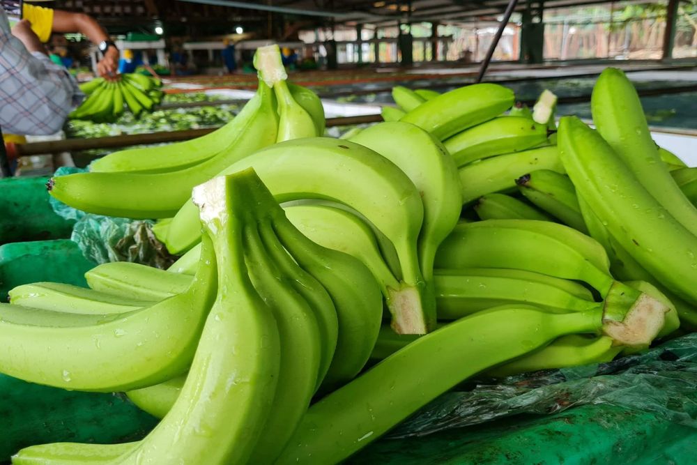 Imagen de portada - Ecuadorian Banana Exports Grow in H1 2026 Despite Port Congestion