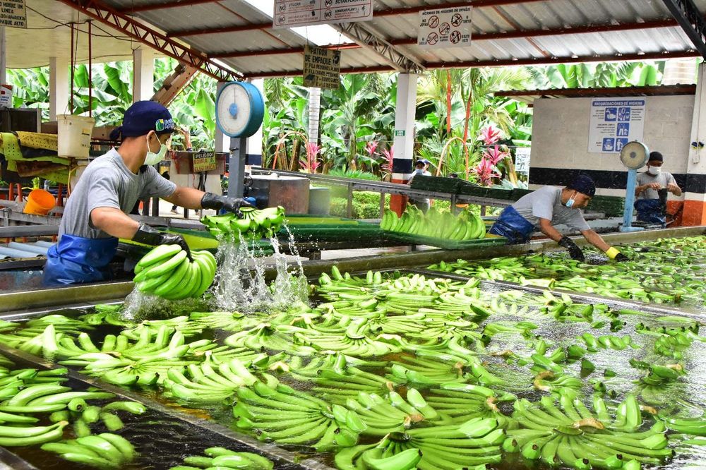 Imagen de portada - Ecuadorian Banana: Exports Rise 6.75% Driven by European and Russian Demand