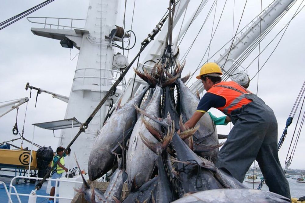 Imagen de portada - Ecuadorian Tuna Sector Maintains Export Growth and Targets New International Markets