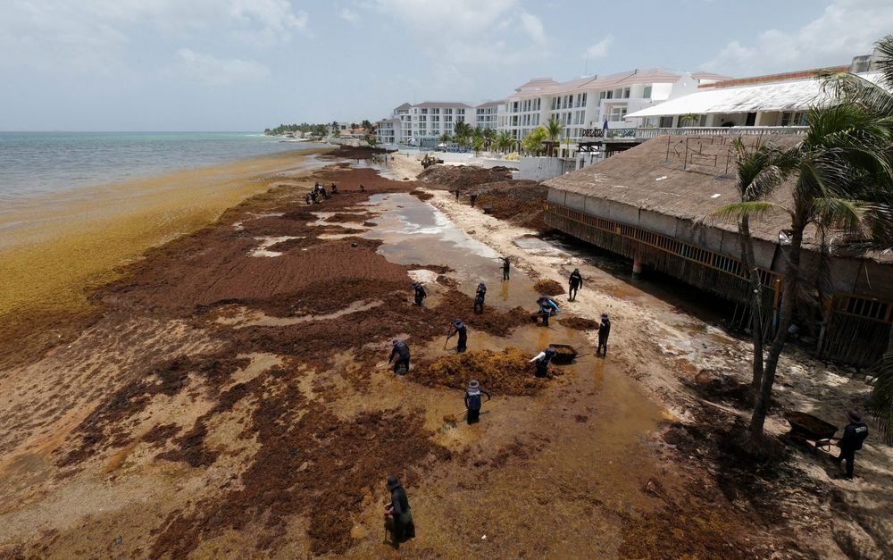 Imagen de portada - El Caribe aborda la crisis del sargazo con embarcaciones, barreras y proyectos de biocombustibles