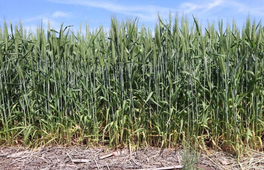 Trigo bajo El Niño: qué muestra el seguimiento semanal del cultivo