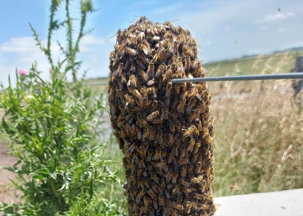 Imagen de portada - Enjambres de abejas: Claves para actuar en la vía pública y domicilios particulares