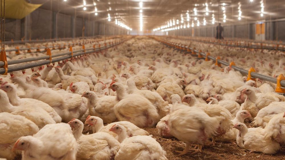 Imagen de portada - Entre Ríos: Boost to institutional cooperation to strengthen biosecurity in the poultry sector