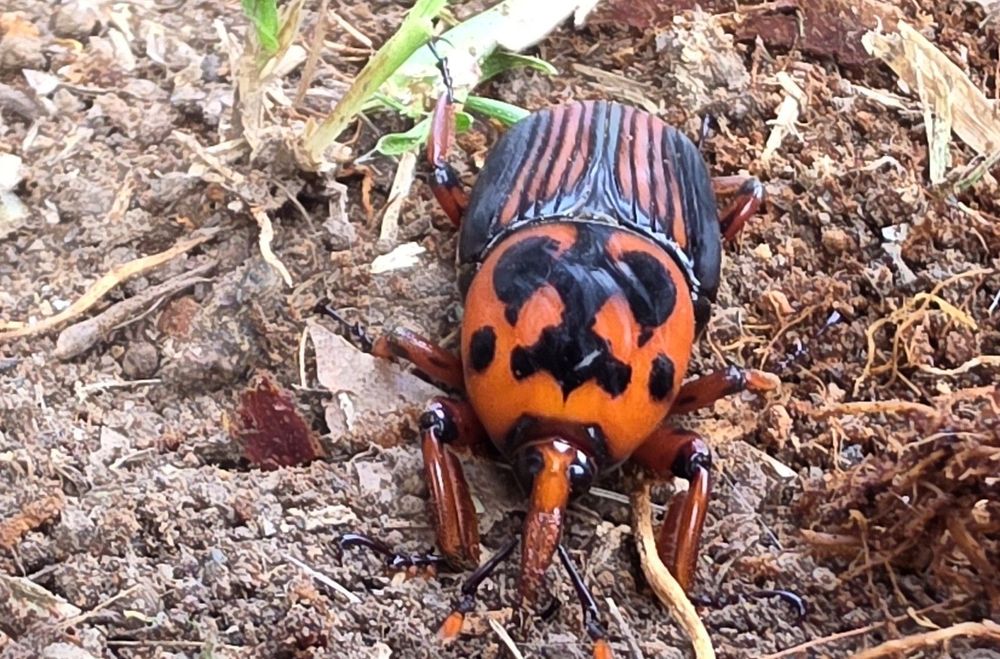 Imagen de portada - Entre Ríos: Detection of Red Palm Weevil on a Gualeguaychú Ranch