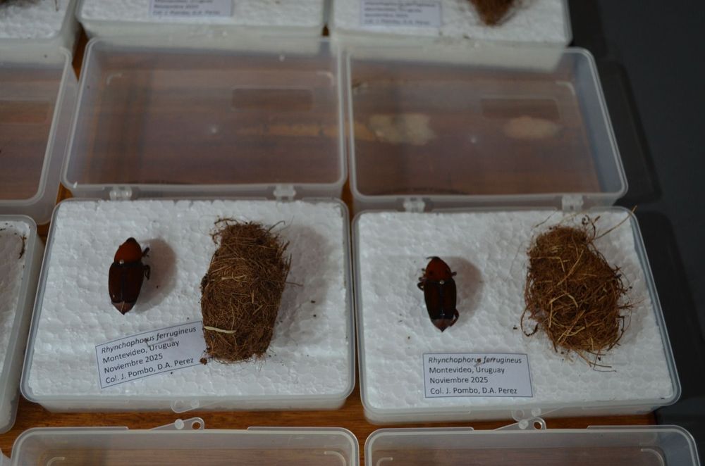 Imagen de portada - Entre Ríos: The Importance of Immediate Notification of Suspected Red Palm Weevil
