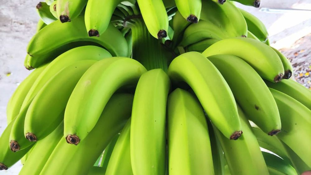 Imagen de portada - Entry and Transit of Bananas Imported from External Markets to the NOA Region