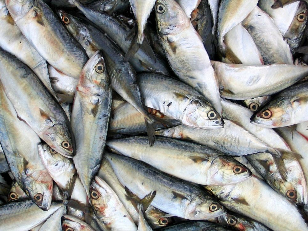 Imagen de portada - Fishery Sector Exports Showed a 32% Year-on-Year Growth in Value During the First Quarter of 2026