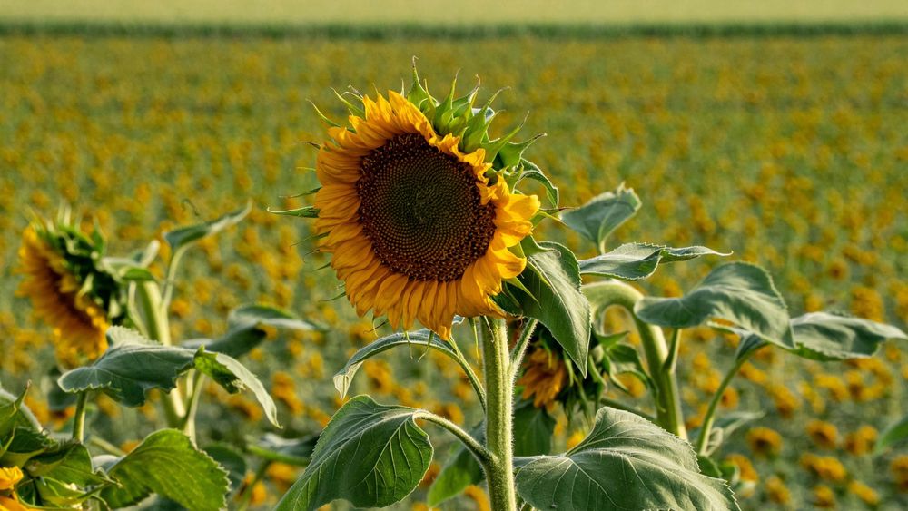 Comenzó la siembra de girasol 2026/27 y el trigo alcanza el 98,4% del área proyectada
