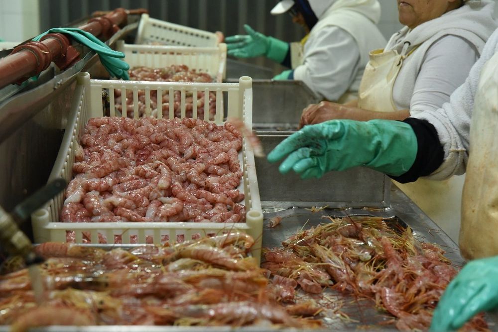 Imagen de portada - Maritime Fishing Landings in Argentina Grow 16% in the First Half of 2026