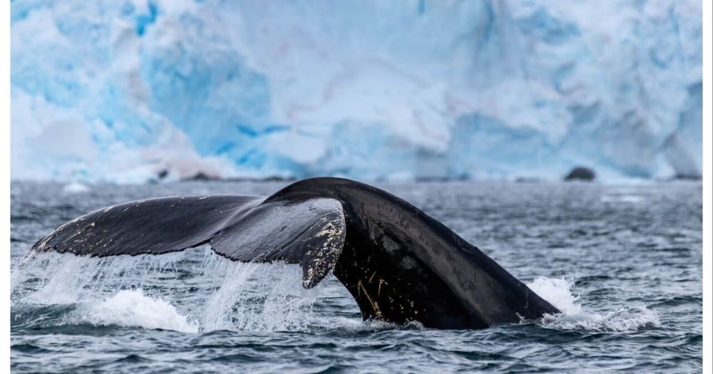 Imagen de portada - Nueva Área Geocercada para Ballenas de IAATO alrededor de las Islas Orcadas del Sur