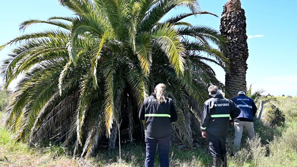 Imagen de portada - Picudo rojo: Monitoreo intensivo de palmeras en el área bajo plan de contingencia en Entre Ríos