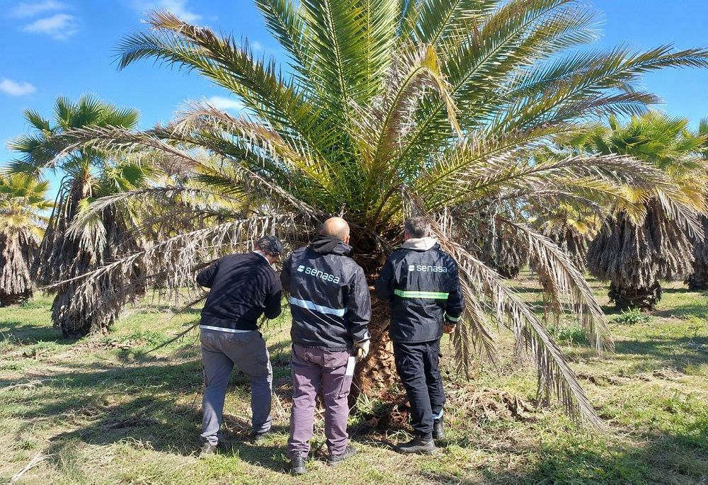 Imagen de portada - Red Palm Weevil: Preventive Monitoring Continues in Buenos Aires Nurseries