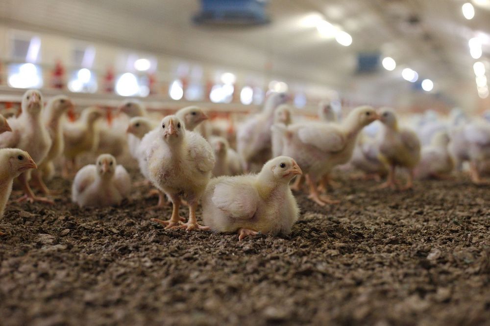 Imagen de portada - Referentes de sanidad animal se capacitaron en vigilancia pasiva y plan de contingencia de influenza aviar