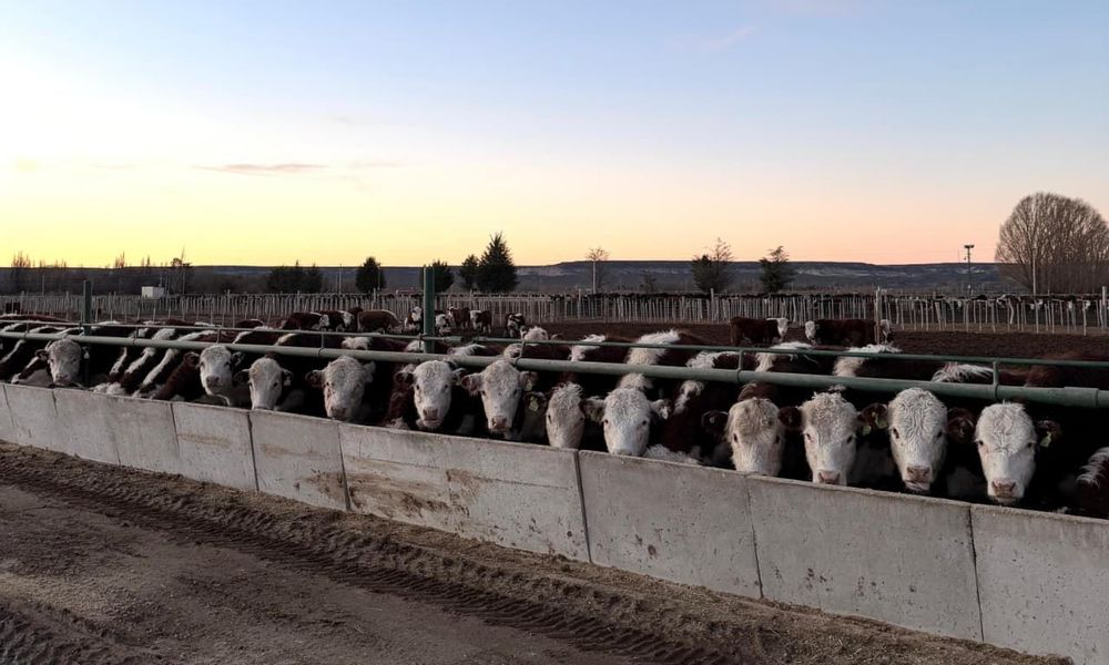 Imagen de portada - Requirements for the registration of feedlot establishments are simplified