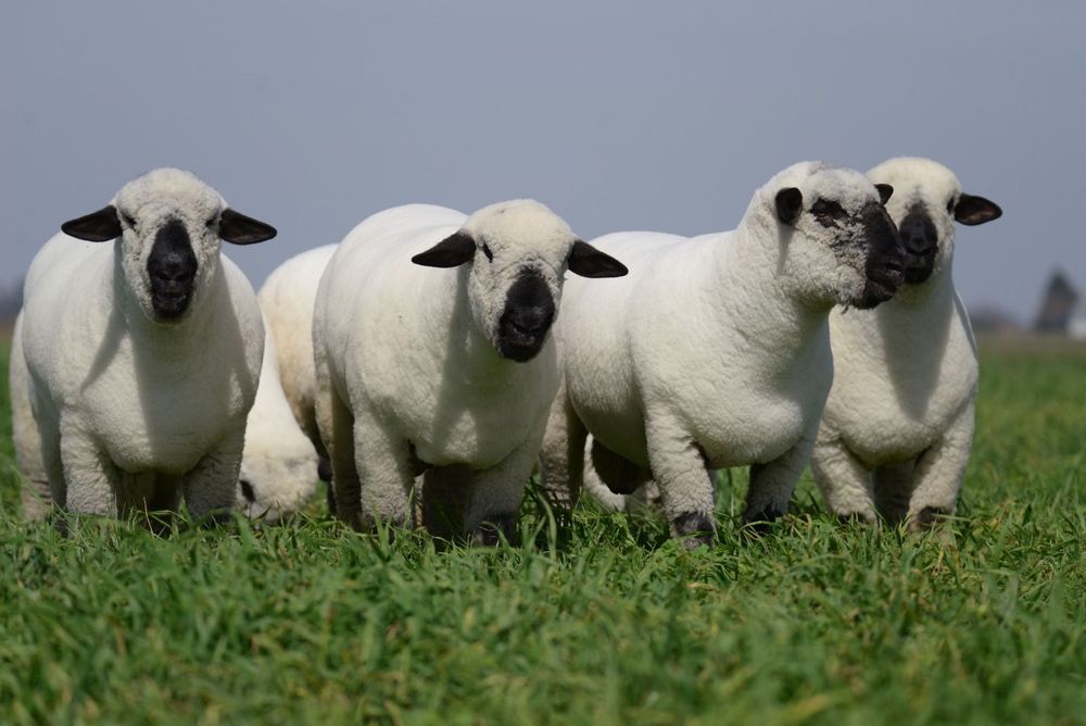 Imagen de portada - Sheep Meat Exports Grew 34% During the First Half of the Year