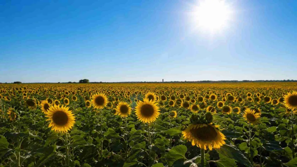 El sector agroindustrial liquidó u$s 3.008 millones en junio, con récords en molienda de girasol y exportaciones de aceites y poroto de soja