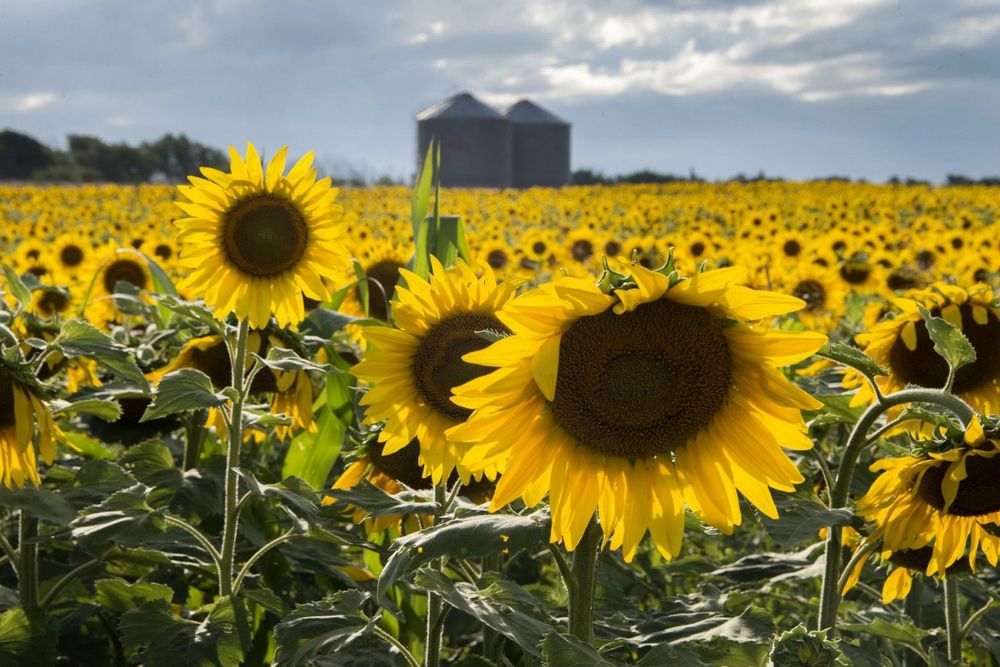 Récord histórico: la exportación agroindustrial alcanzó las 53 millones de toneladas en los primeros cinco meses del año