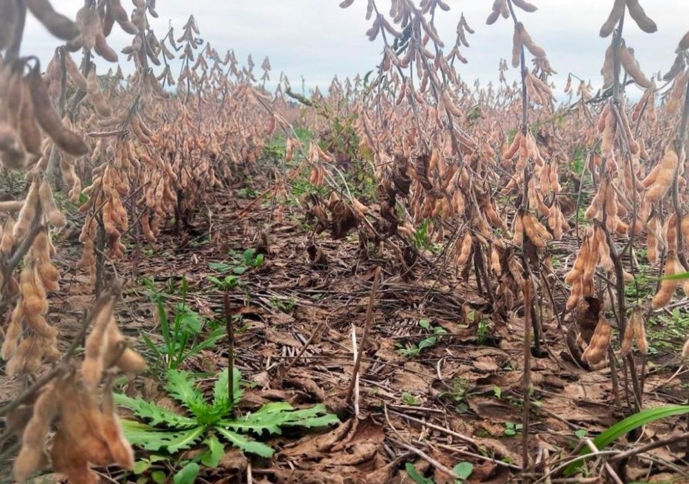La humedad y las lluvias demoran la cosecha de maíz, mientras la siembra fina ingresa en su tramo final