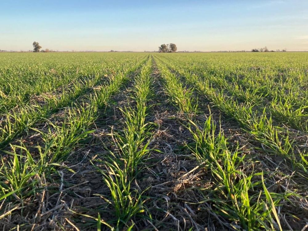 La suba internacional de fertilizantes generó un sobrecosto importador de USD 180 millones en el primer semestre