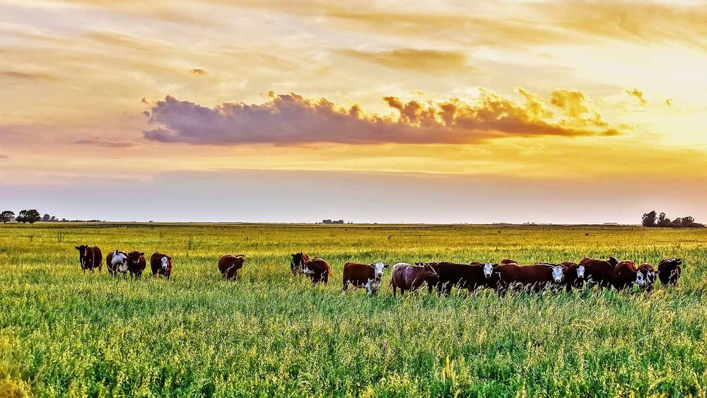 Rutas, trenes y nodos logísticos: cómo se mueve la producción de La Pampa