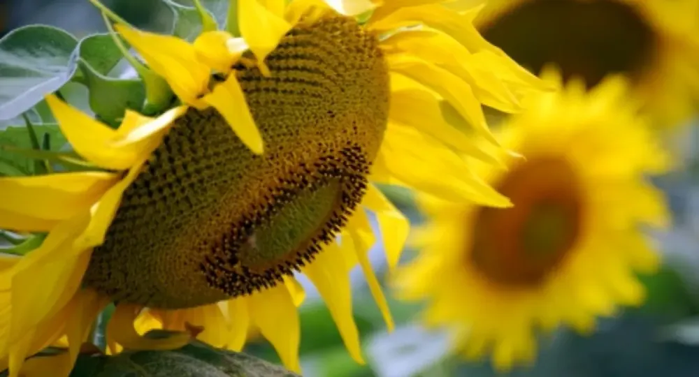 Pre-campaña 2026/27: la siembra de girasol alcanzaría las 3 millones de hectáreas y se encamina a un récord histórico