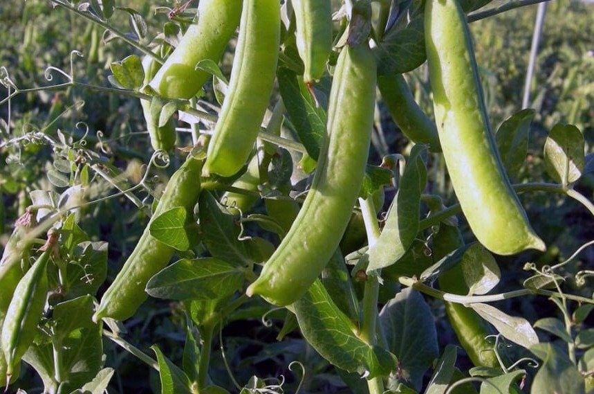 La producción de legumbres alcanzó 1,37 millones de toneladas y abre nuevas oportunidades en el mercado internacional