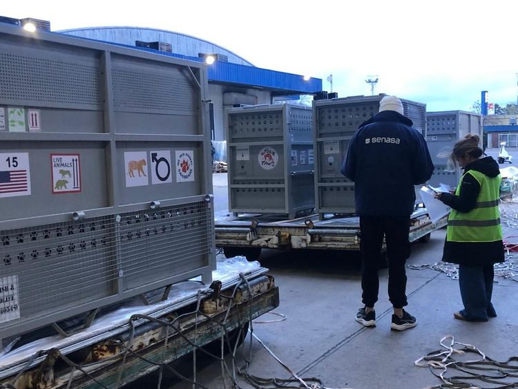 Imagen de portada - 15 lions and tigers from the former Luján Zoo departed for a big cat sanctuary in South Africa