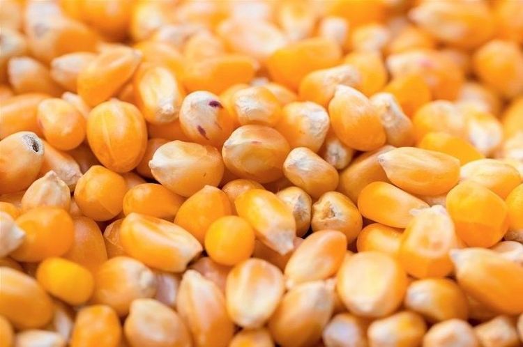 Fuerte aceleración del maíz en julio: las ventas de los productores crecieron un 227% y superaron las 5,2 millones de toneladas