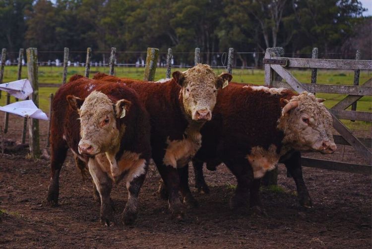 Ganadería: un estudio del INTA advierte sobre el impacto de aumentar el peso de faena mediante la selección por tamaño en vacas
