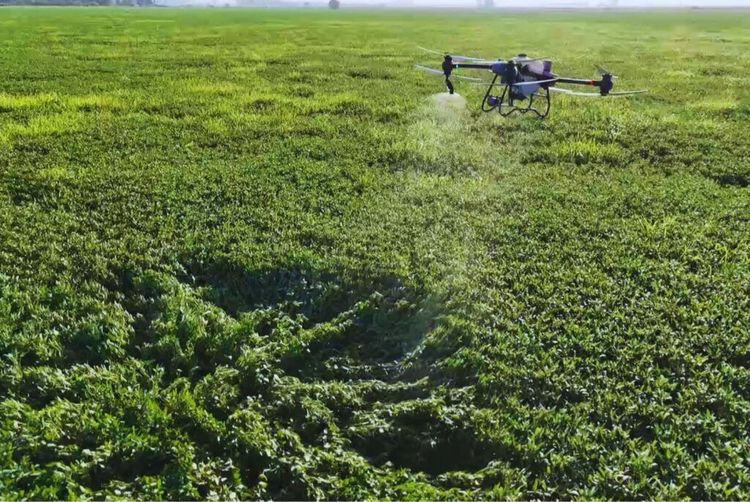 El INTA Marcos Juárez destaca las ventajas operativas de los drones aplicadores en sistemas productivos