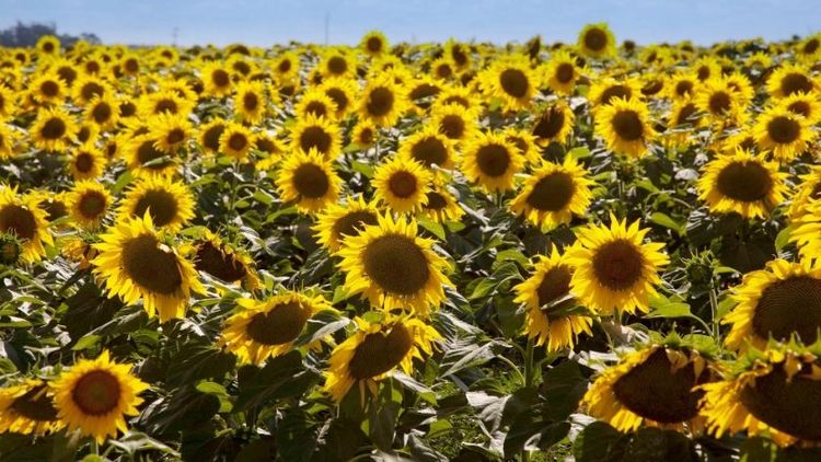 La siembra de girasol en el NEA avanza por encima de sus promedios históricos, según la Bolsa de Cereales