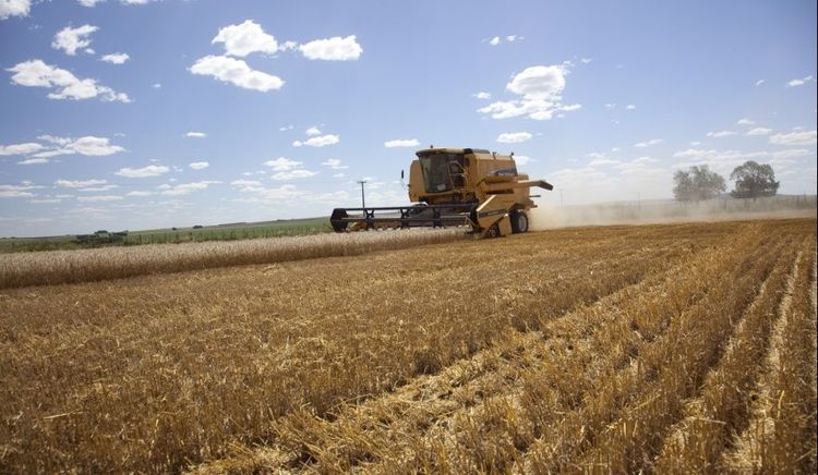 La superficie de trigo cae 8% en el área de la BCP y el maíz avanza con rindes sobre la media