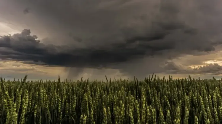 Julio en Córdoba: Las lluvias dieron un respiro pero el suelo conserva humedad para la campaña gruesa