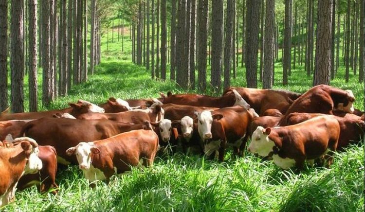Ruuts obtiene certificación internacional para su proyecto de ganadería regenerativa en Argentina