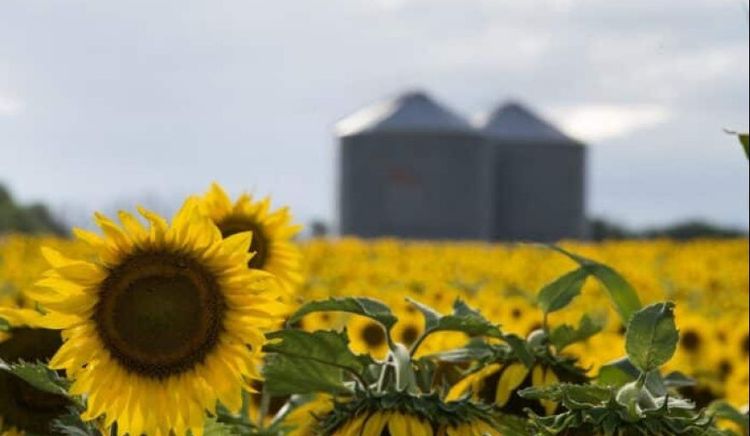 El maíz se recupera y el girasol consolida un "boom" histórico en la siembra de Córdoba