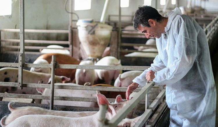 Nueva normativa: La porcicultura argentina debe certificar estatus sanitario cada cuatro meses.