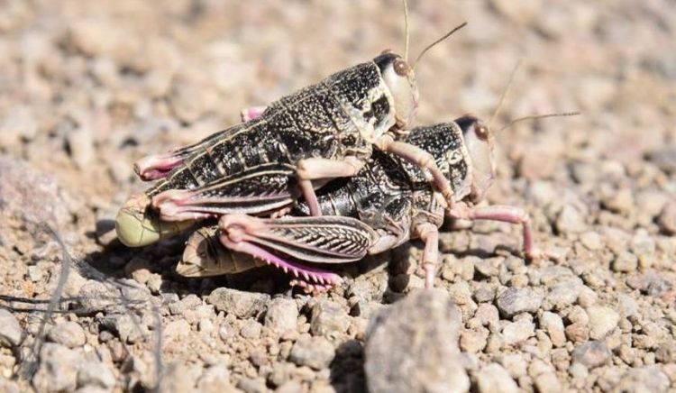 Drones y tecnología de precisión para el control de la tucura sapo en campos de Río Negro