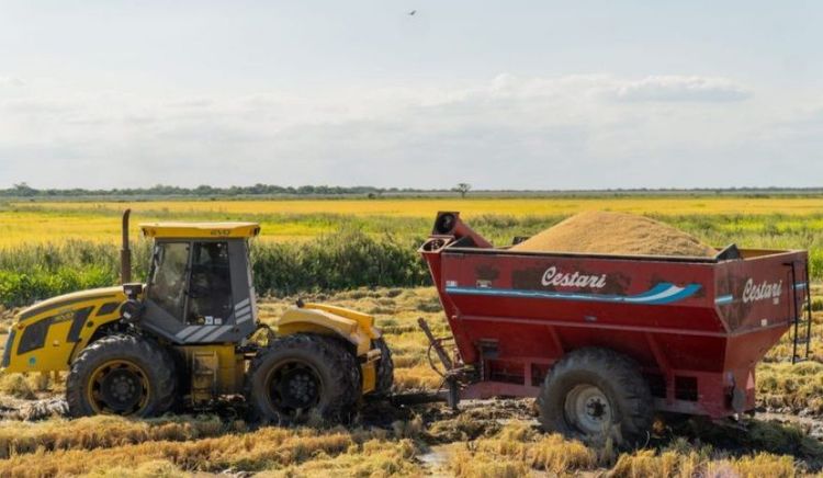 Santa Fe potencia su arroz con la multiplicación de la semilla Aldebarán