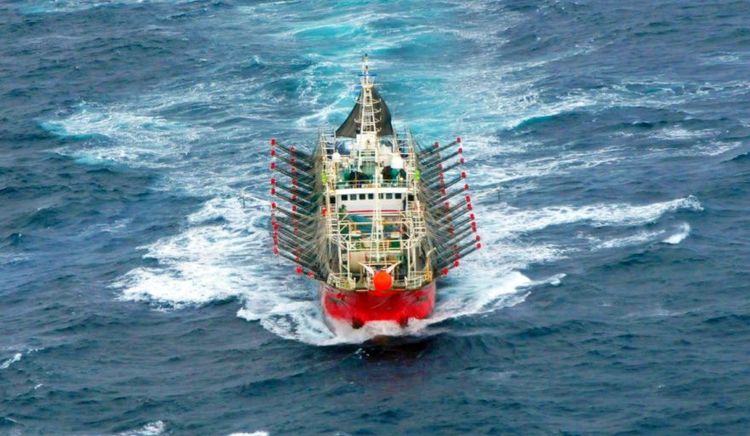 Habilitan la pesca de calamar entre los paralelos 44°S y 52°S en la ZEEA