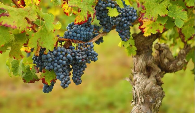 El INTA apuesta a las uvas criollas para nuevos vinos