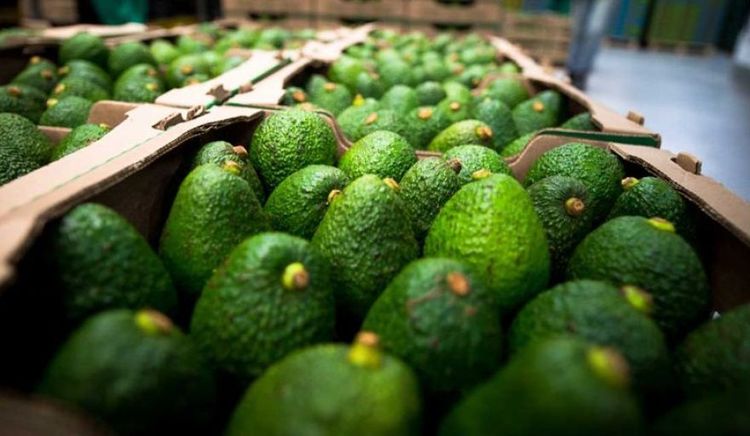 Uruguay habilitó el ingreso de palta Hass fresca procedente de Colombia
