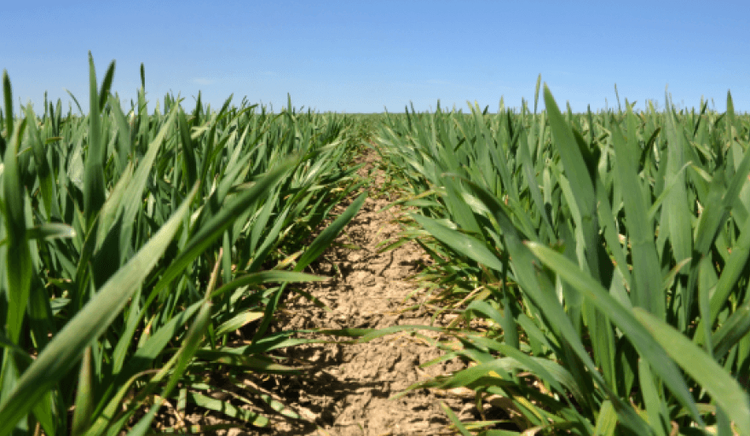El primer reporte mensual del USDA 2026 sorprende al mercado con proyecciones de oferta más amplias para maíz, trigo y soja