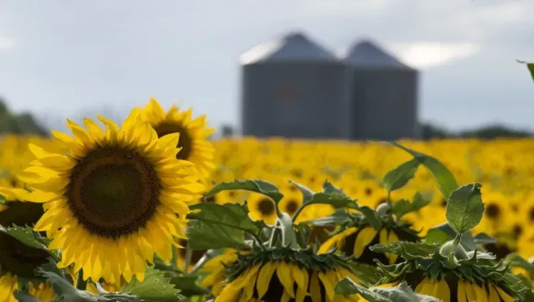 Girasol en su mejor momento: rindes superiores, precios firmes y un escenario global que favorece a la Argentina