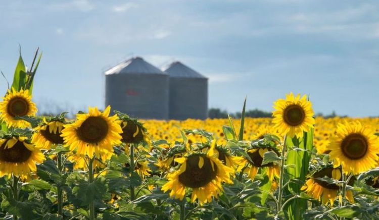 Girasol: la cosecha norteña avanza sin presionar los precios y el cultivo se perfila como protagonista del ciclo 2025/26