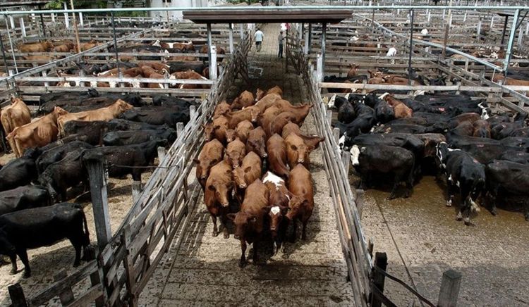 Importaciones de carne bovina condicionadas por la definición de cuotas